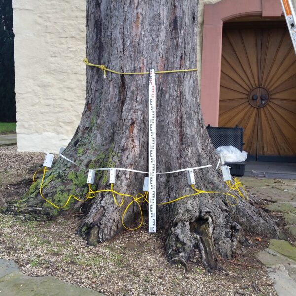 Baumkontrolle Baumgutachten ProBaum Eifel