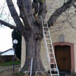 Baumkontrolle Baumgutachten ProBaum Eifel