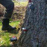 Baumgutachten ProBaum Eifel