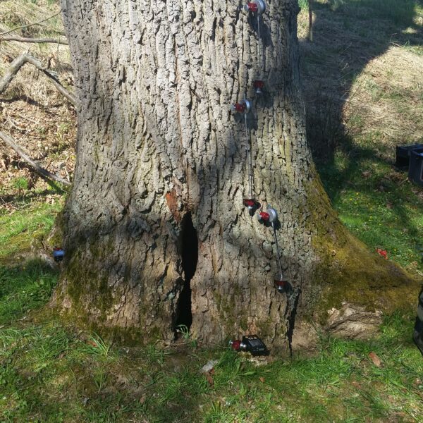 Baumgutachten ProBaum Eifel