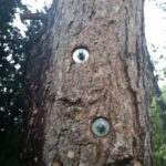 Baumgutachten ProBaum Eifel