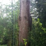 Baumgutachten ProBaum Eifel