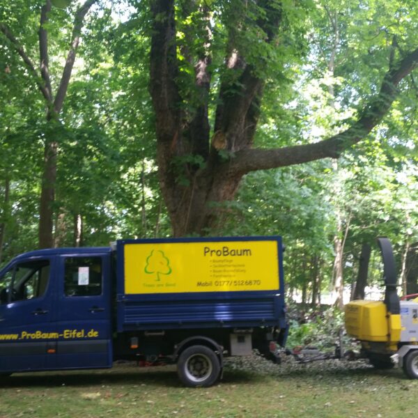 Baumpflege ProBaum Eifel
