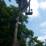 Baumpflege ProBaum Eifel