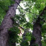 Baumkontrolle ProBaum Eifel