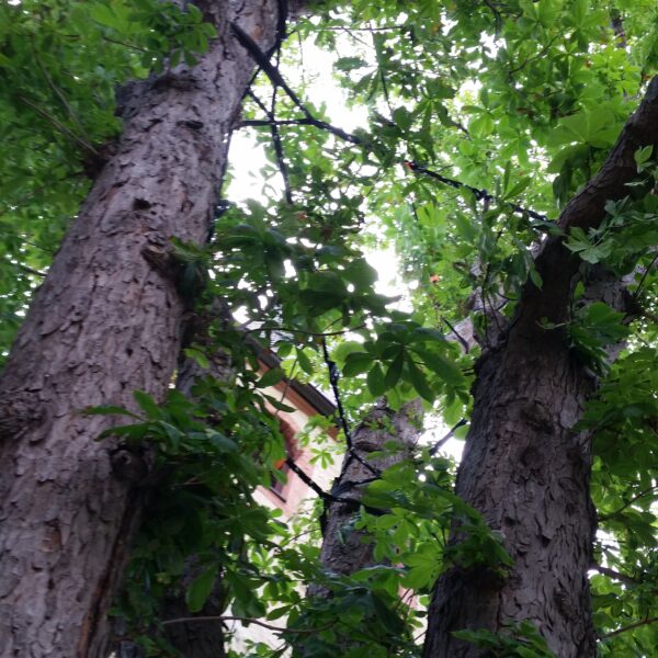 Baumkontrolle ProBaum Eifel