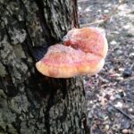 Baumkontrolle ProBaum Eifel