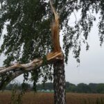 Baumpflege ProBaum Eifel