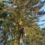 Seilklettertechnik ProBaum Eifel