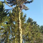 Seilklettertechnik ProBaum Eifel