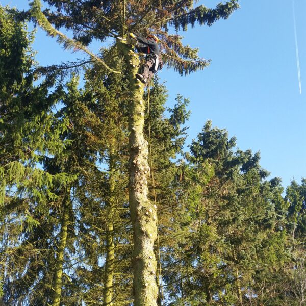 Seilklettertechnik ProBaum Eifel