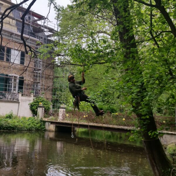 Baumpflege ProBaum Eifel