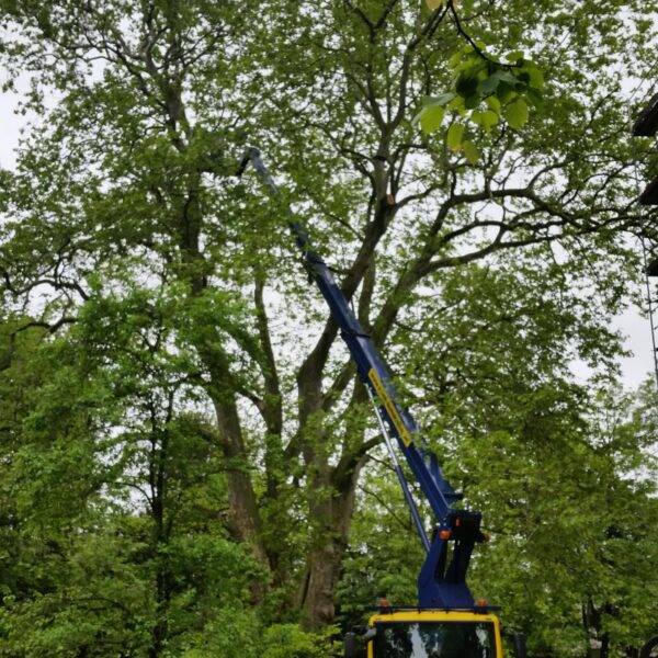 Baumpflege ProBaum Eifel