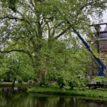 Baumpflege ProBaum Eifel