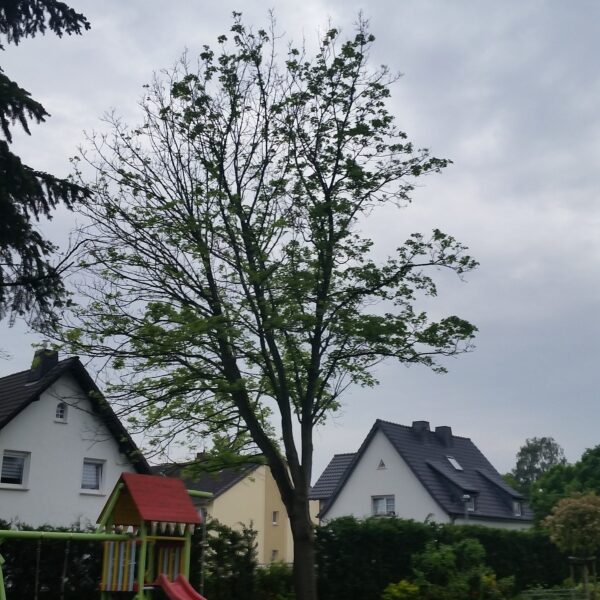 Baumpflege ProBaum Eifel