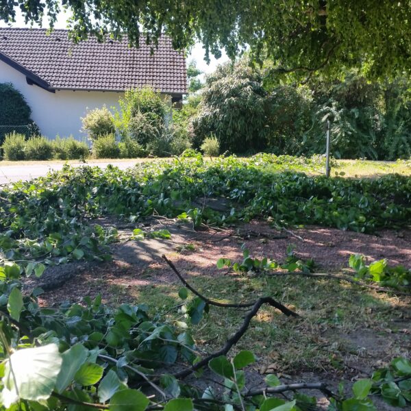 Baumpflege ProBaum Eifel