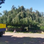 Baumpflege ProBaum Eifel