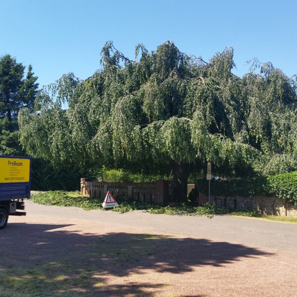 Baumpflege ProBaum Eifel
