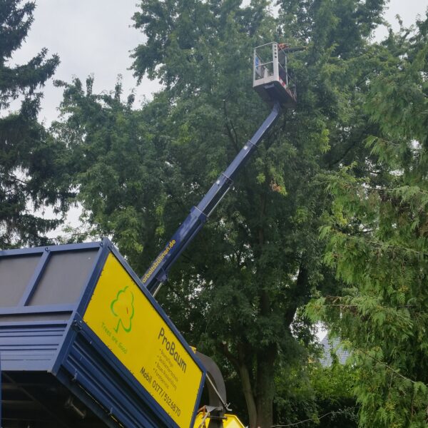 Baumpflege ProBaum Eifel