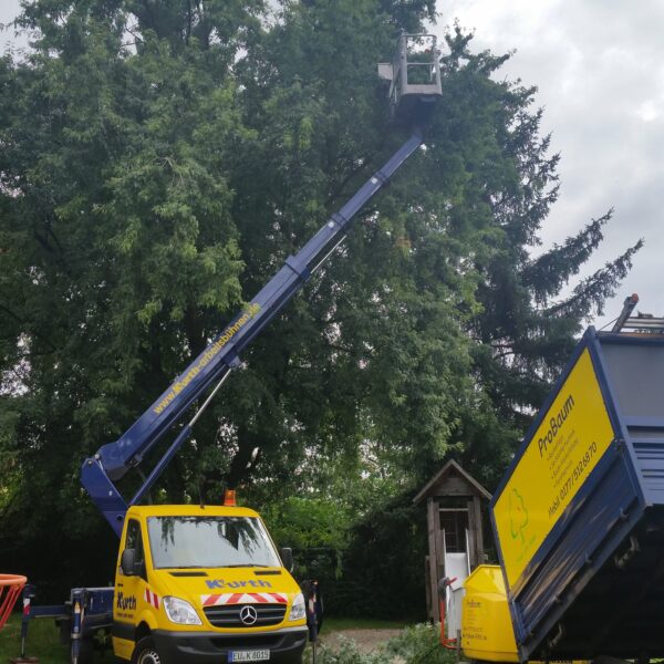 Baumpflege ProBaum Eifel