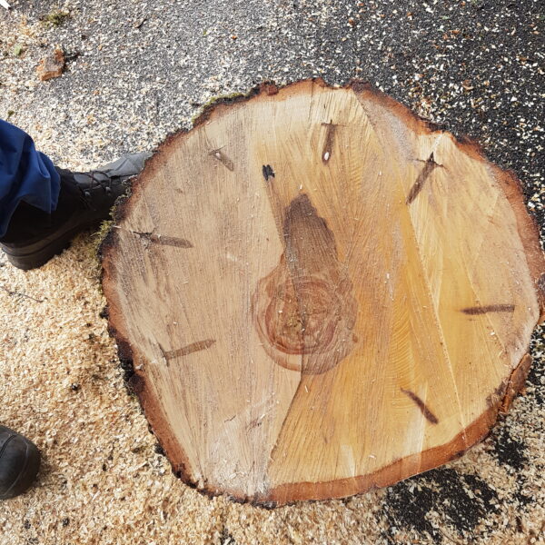 Baumgutachten ProBaum Eifel