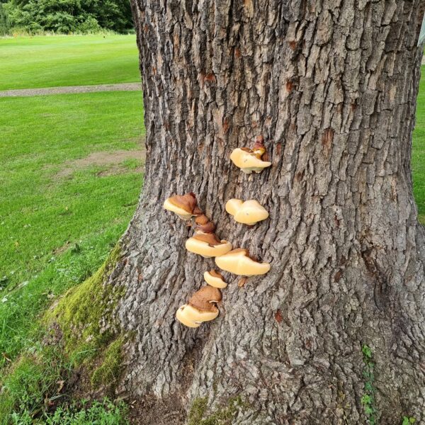 Baumkontrolle ProBaum Eifel