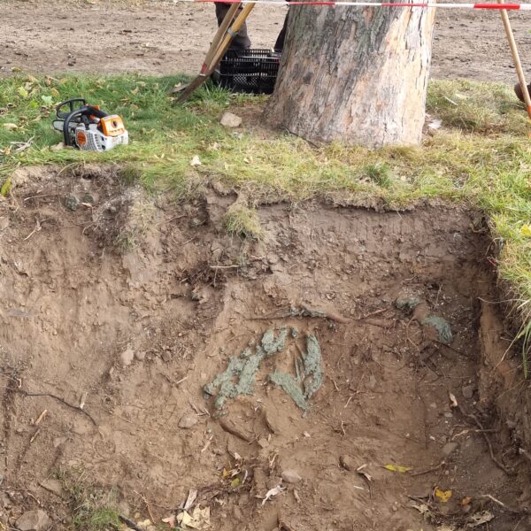 Baumkontrolle ProBaum Eifel