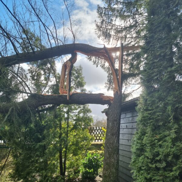 Baumpflege ProBaum Eifel