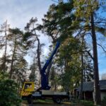 Baumpflege ProBaum Eifel