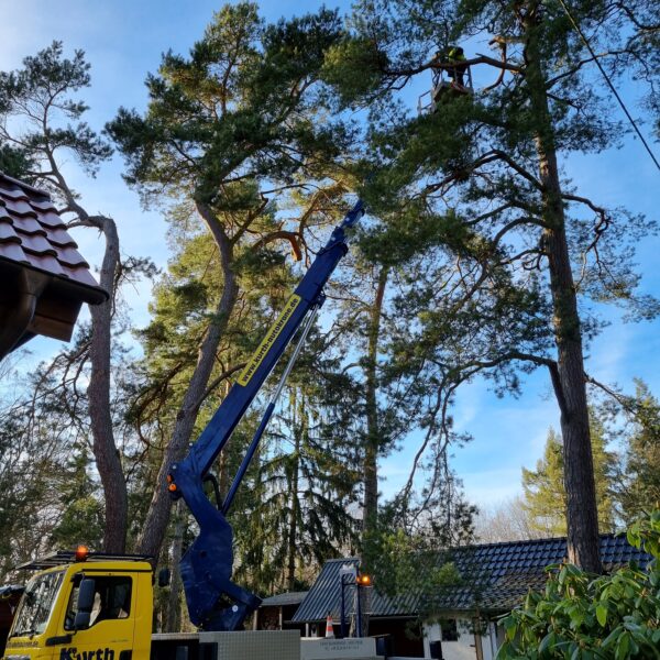 Baumpflege ProBaum Eifel