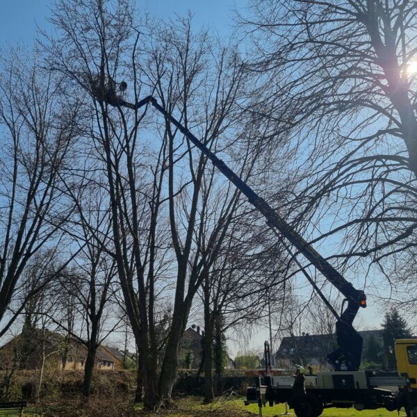 Baumpflege ProBaum Eifel
