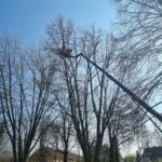 Baumpflege ProBaum Eifel