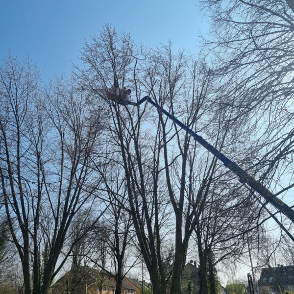 Baumpflege ProBaum Eifel