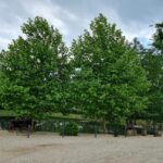 Baumpflege ProBaum Eifel