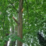 Baumpflege ProBaum Eifel