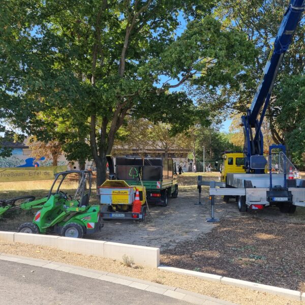 Baumpflege ProBaum Eifel