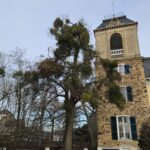 Baumpflege ProBaum Eifel