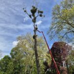 Baumpflege ProBaum Eifel