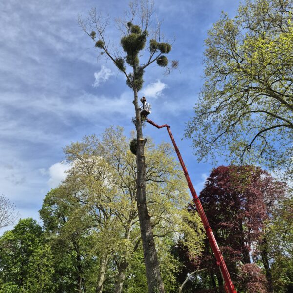 Baumpflege ProBaum Eifel