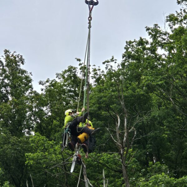 Seilklettertechnik ProBaum Eifel