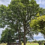 Baumpflege ProBaum Eifel