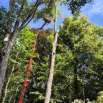 Baumpflege ProBaum Eifel