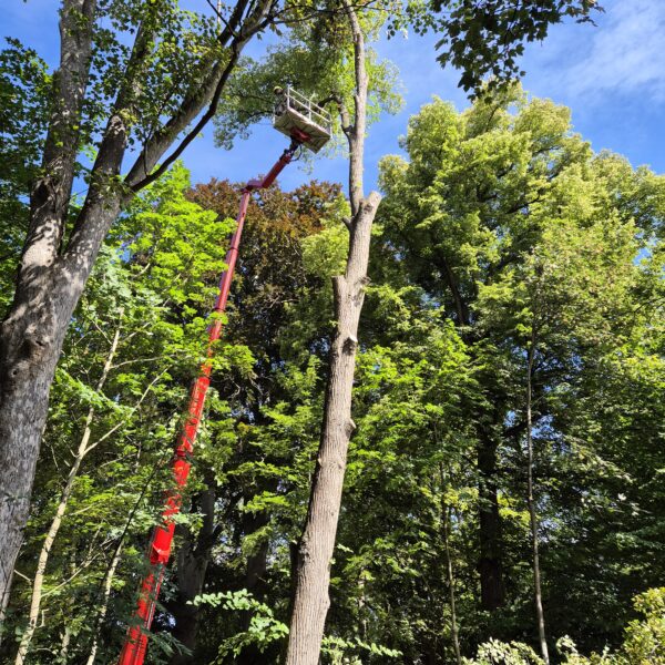 Baumpflege ProBaum Eifel