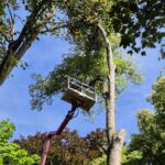 Baumpflege ProBaum Eifel