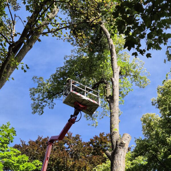Baumpflege ProBaum Eifel