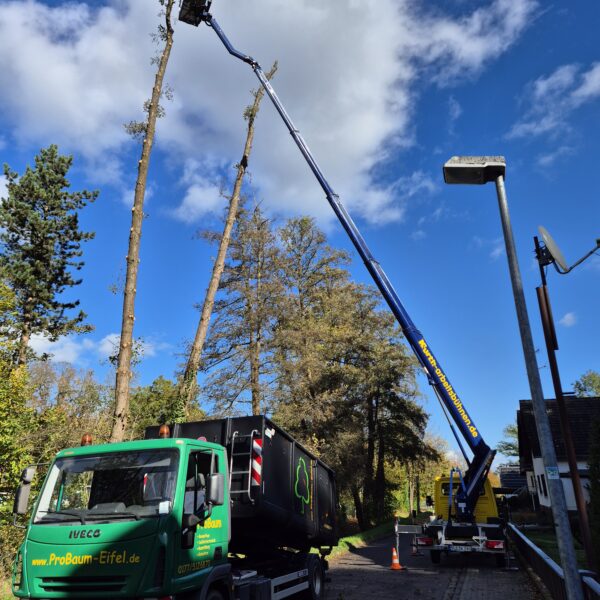 Baumpflege ProBaum Eifel