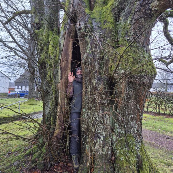 Baumkontrolle ProBaum Eifel