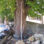 Baumkontrolle ProBaum Eifel