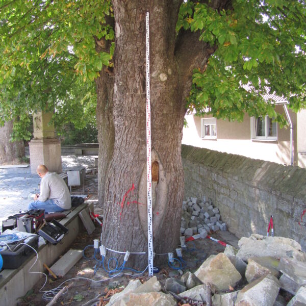 Baumkontrolle ProBaum Eifel