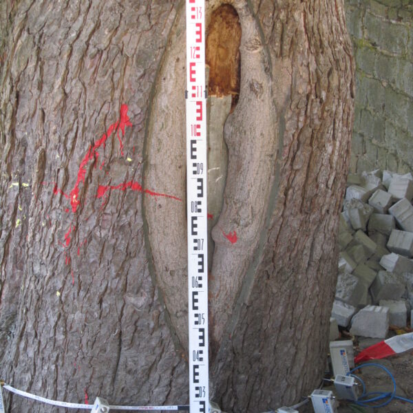 Baumkontrolle ProBaum Eifel